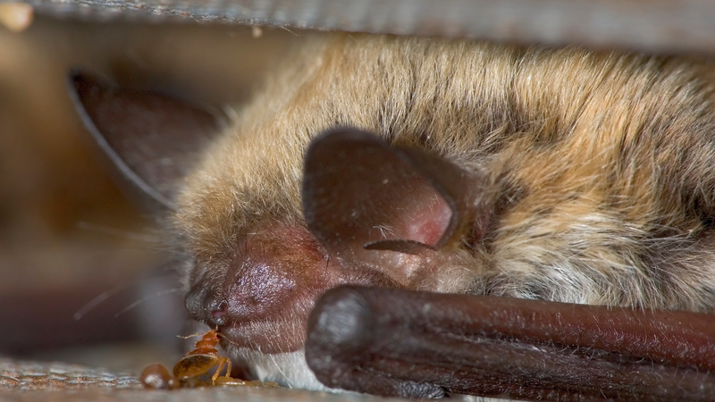 A species of bed bug feeding from one of its favorite hosts, a bat.